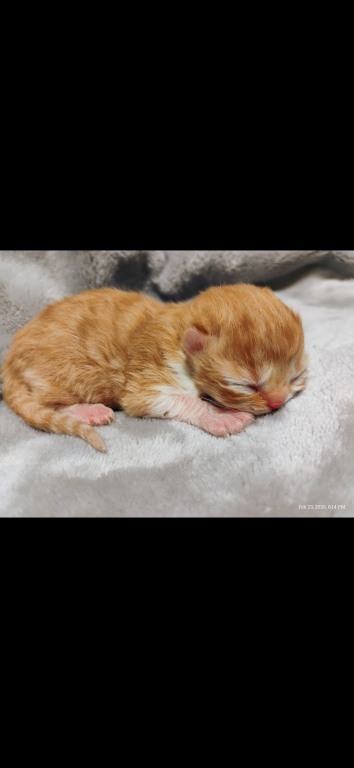 Purrfectly Persian photo 2