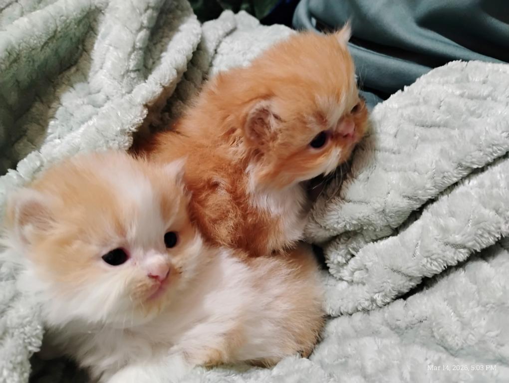 Purrfectly Persian