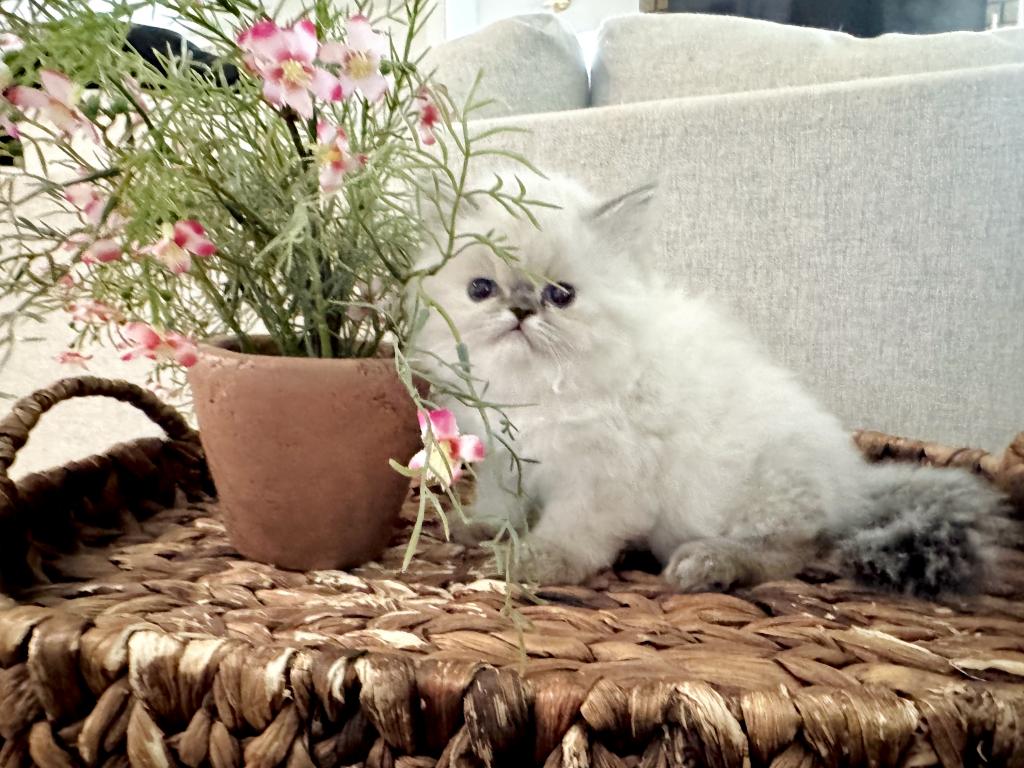 Lyra photo 5