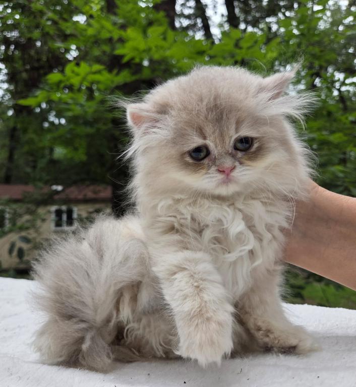 Masya