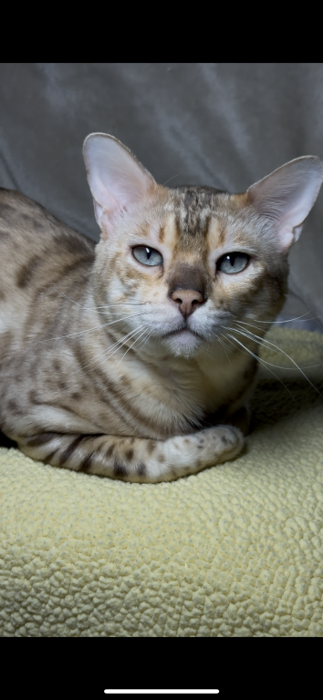 Cleo X Kairo Litter photo 2
