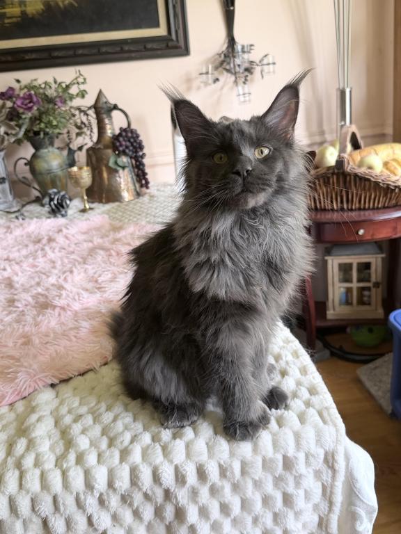 Everly Everythingcoon photo 3