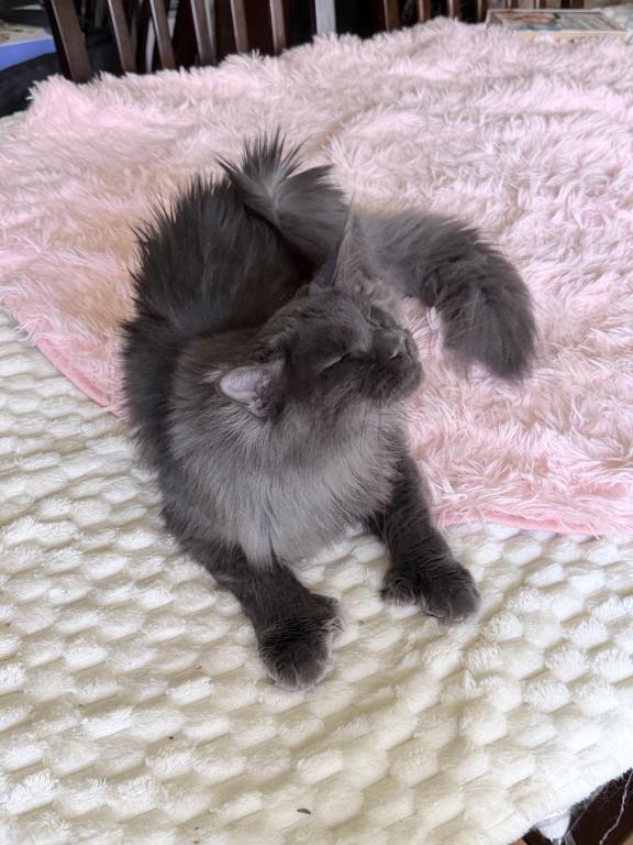 Everly Everythingcoon photo 2