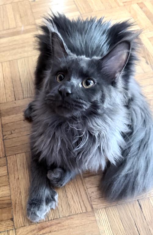 Everly Everythingcoon photo 8