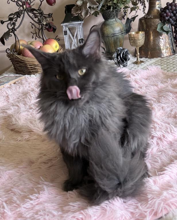 Everly Everythingcoon photo 5