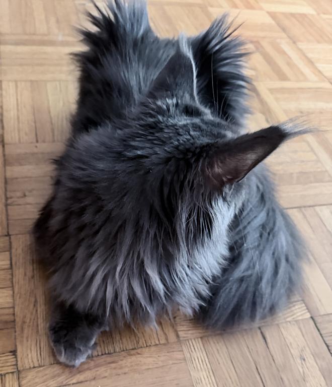 Everly Everythingcoon photo 7