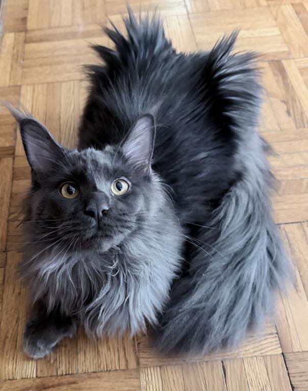 Everly Everythingcoon photo 6
