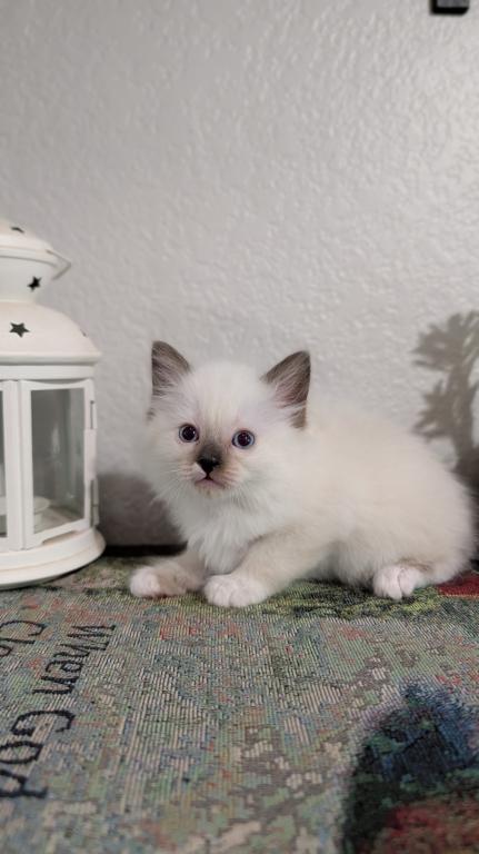 Charlie photo 1