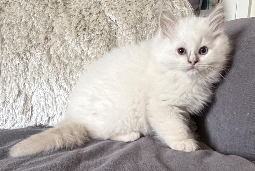 TICA Lilac Mitted Male photo 7