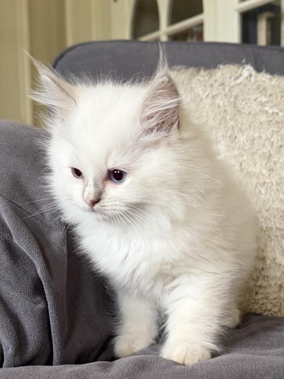 TICA Lilac Mitted Male photo 3