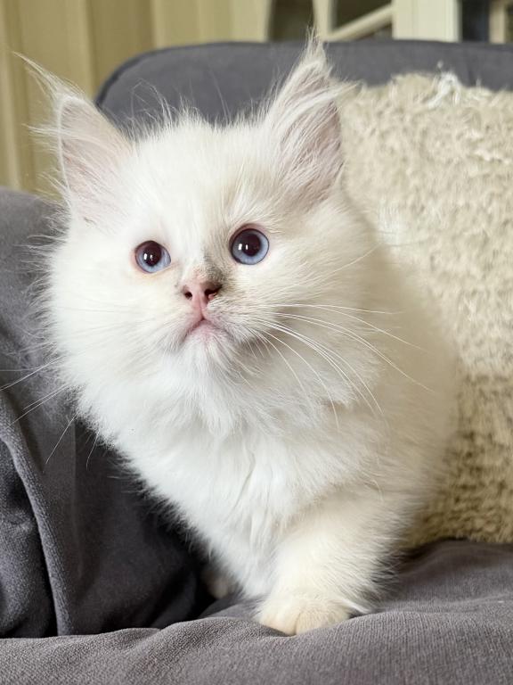 TICA Lilac Mitted Male photo 5