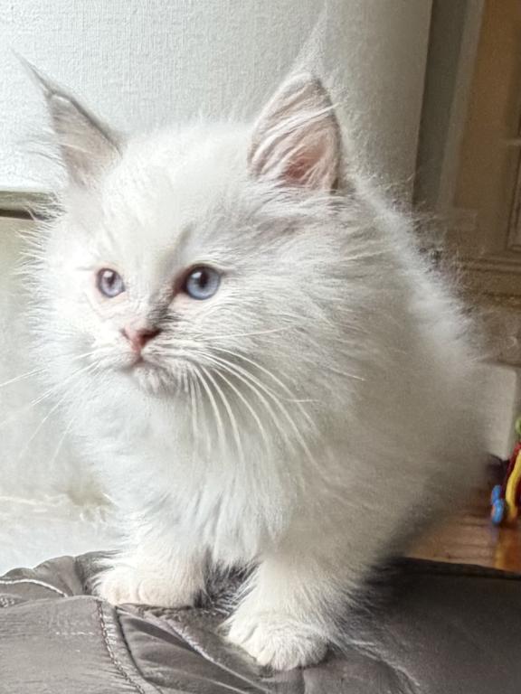 TICA Lilac Mitted Male photo 9