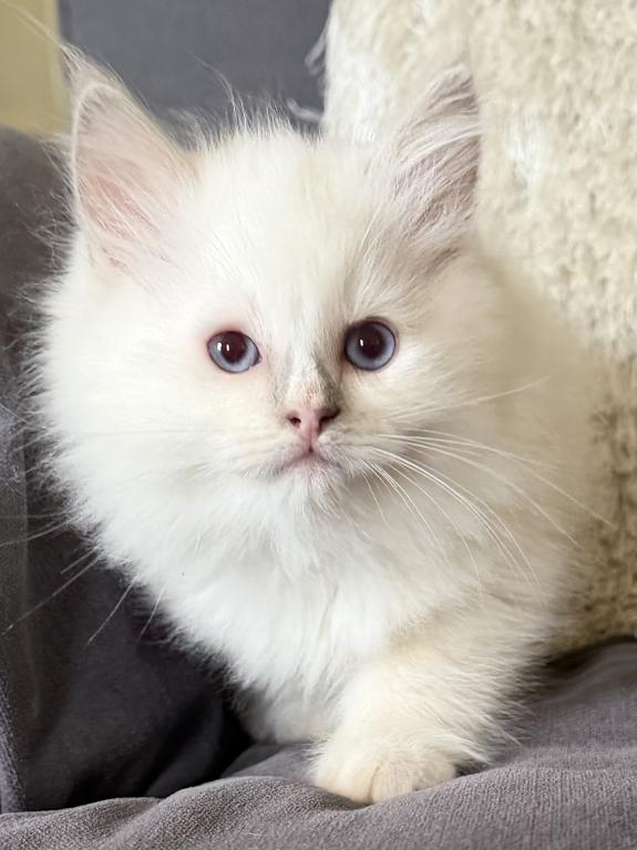 TICA Lilac Mitted Male photo 4