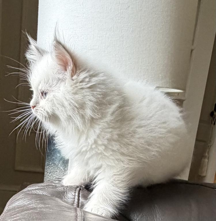 TICA Lilac Mitted Male photo 2
