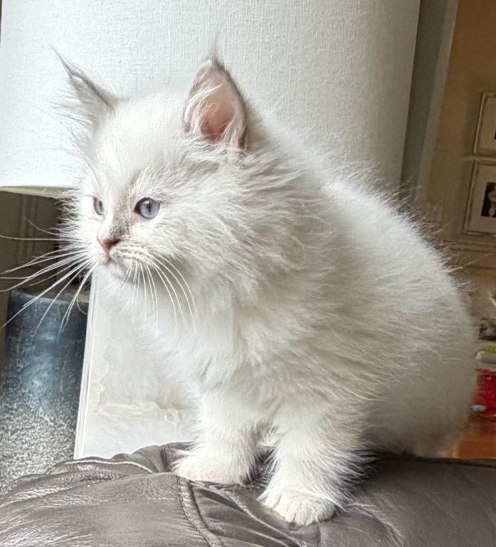 TICA Lilac Mitted Male photo 6