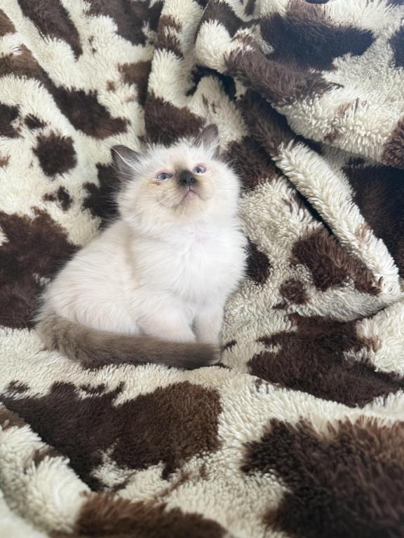 Tica Seal Mitted Male photo 2