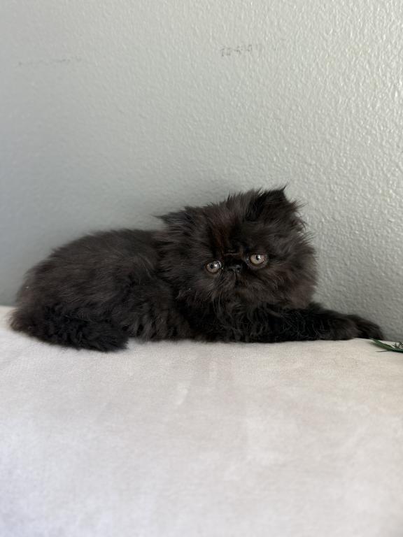 Luna photo 4