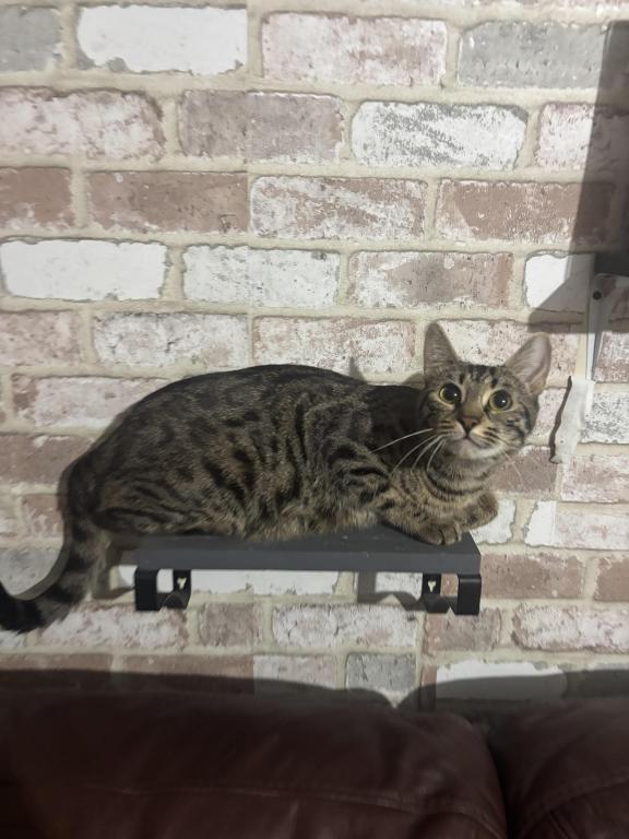 Charcoal Bengal photo 2