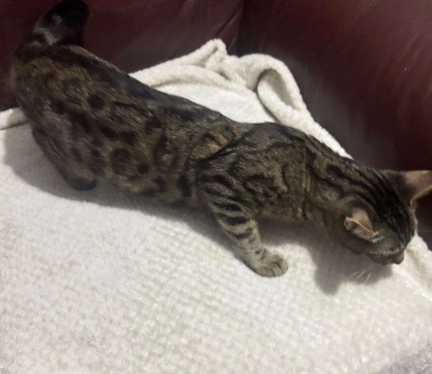 Charcoal Bengal