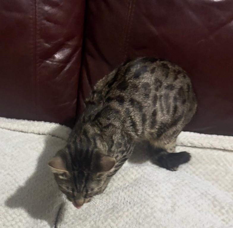 Charcoal Bengal photo 4