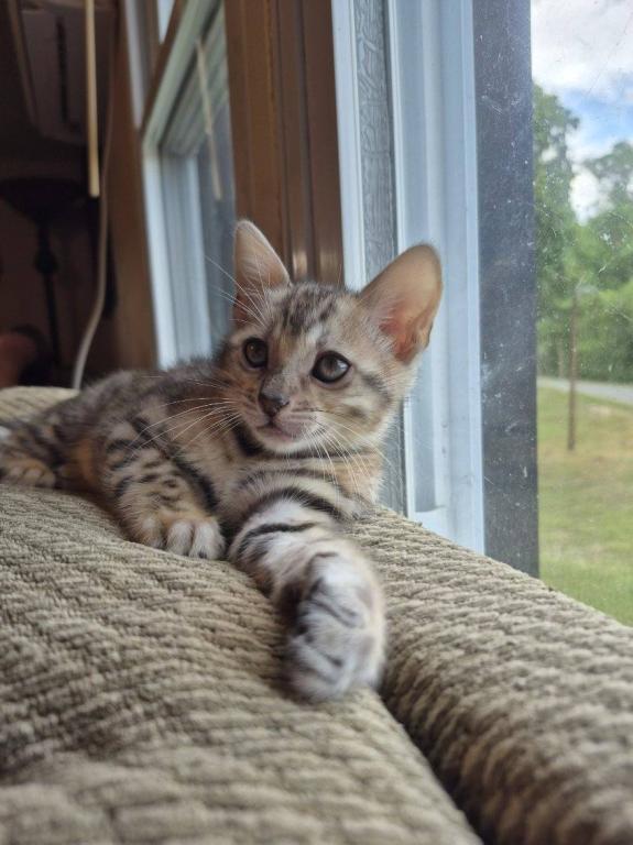Bengal Silver Female photo 2