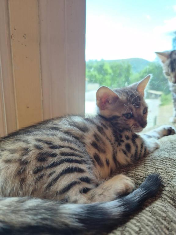 Bengal Silver Female photo 3