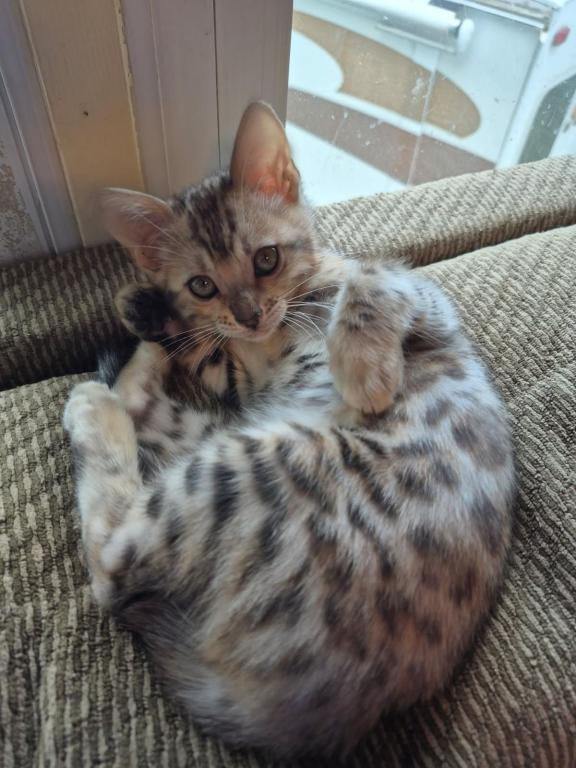 Bengal Silver Female photo 5