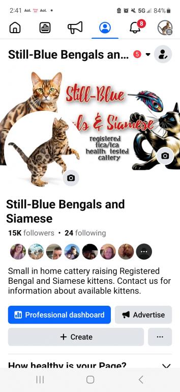 Bengal Silver Female photo 8