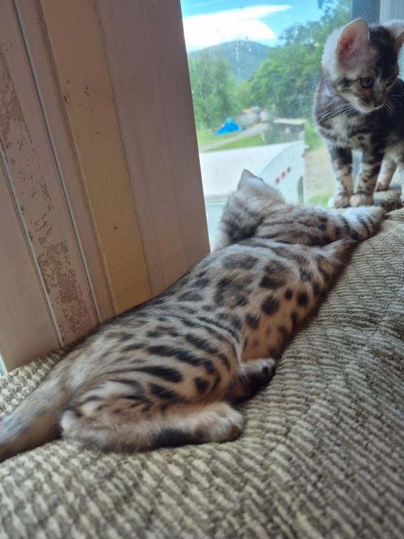 TICA Female Silver Bengal photo 5