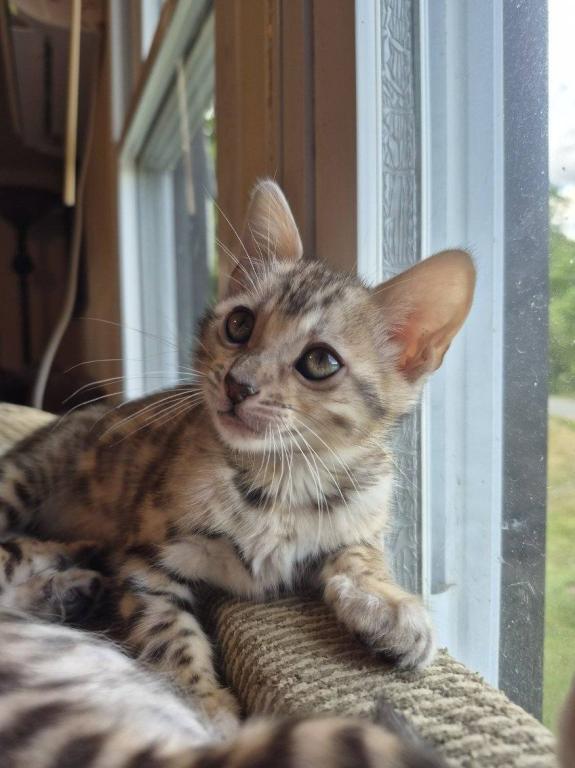 TICA Female Silver Bengal photo 3