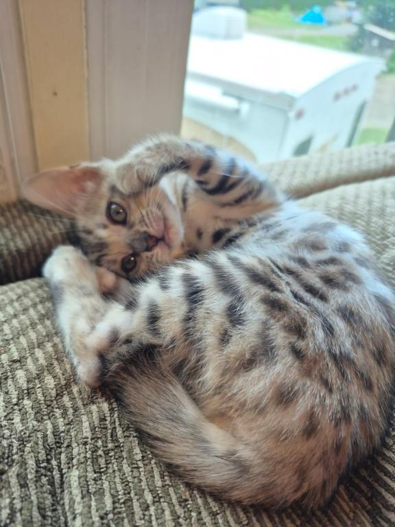 TICA Female Silver Bengal