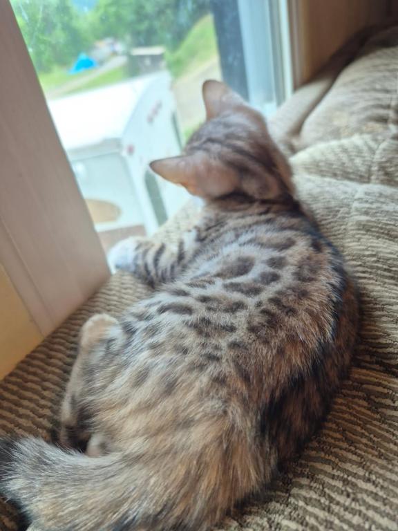 TICA Female Silver Bengal photo 4