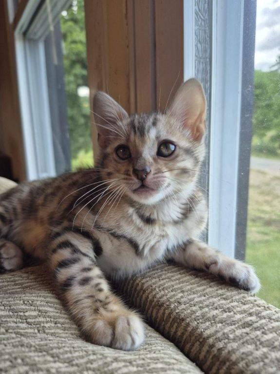 TICA Female Silver Bengal photo 8