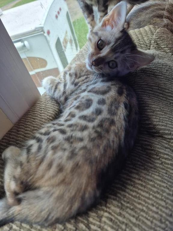 TICA Female Silver Bengal photo 7