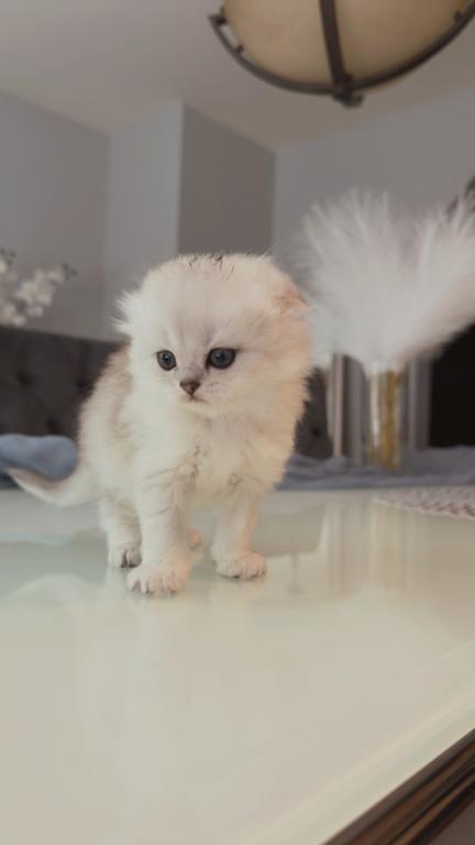 Scottish Fold Kitten Femalr