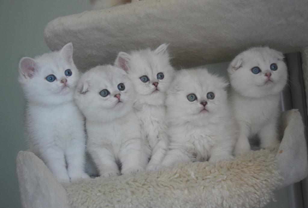 Scottish Fold Kitten Femalr photo 2