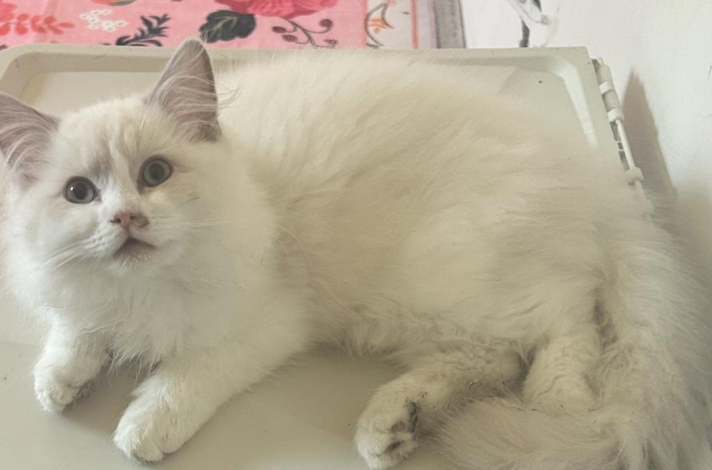 Future STUD Kats Ravishing Rags Lilac Bicolor Mink