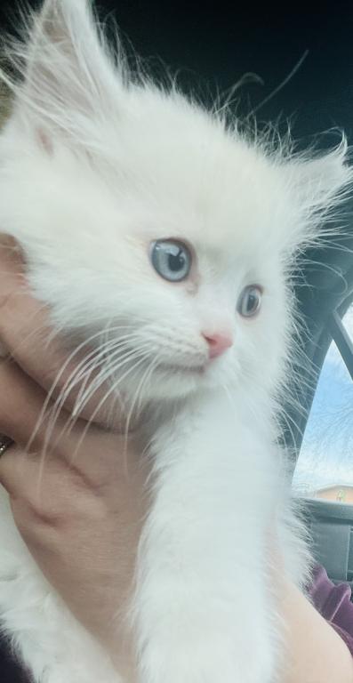 Future STUD Kats Ravishing Rags Lilac Bicolor Mink photo 3