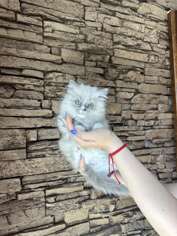 Female Ragdoll Kitty