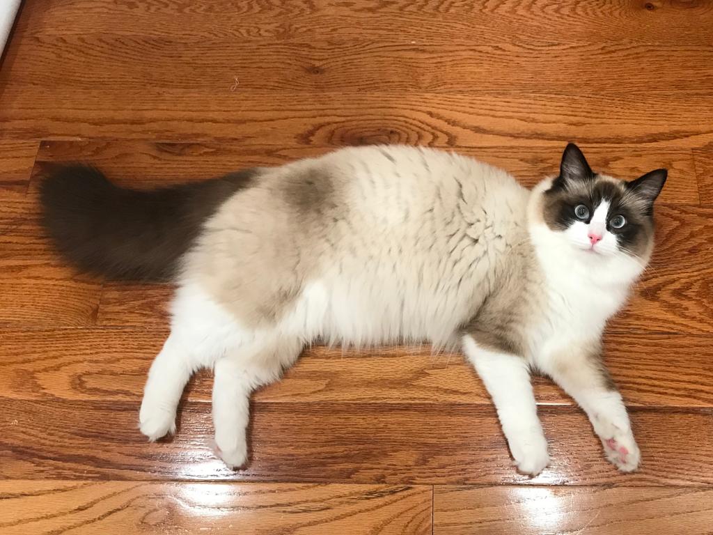 Female Ragdoll Kitty photo 4