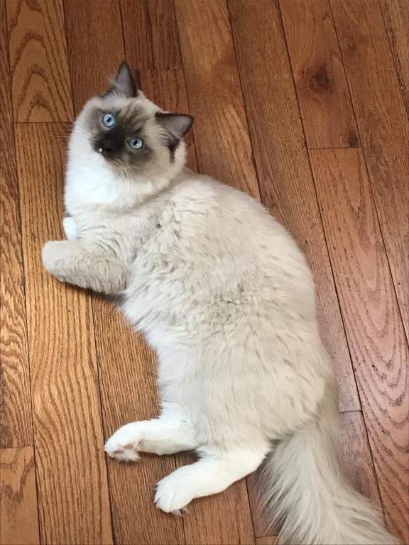 Female Ragdoll Kitty photo 2