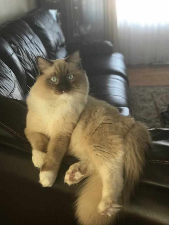 Female Ragdoll Kitty photo 3