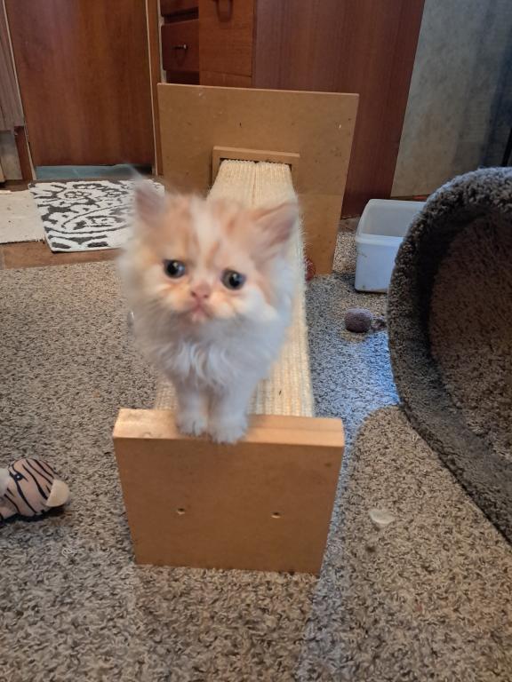 Leo