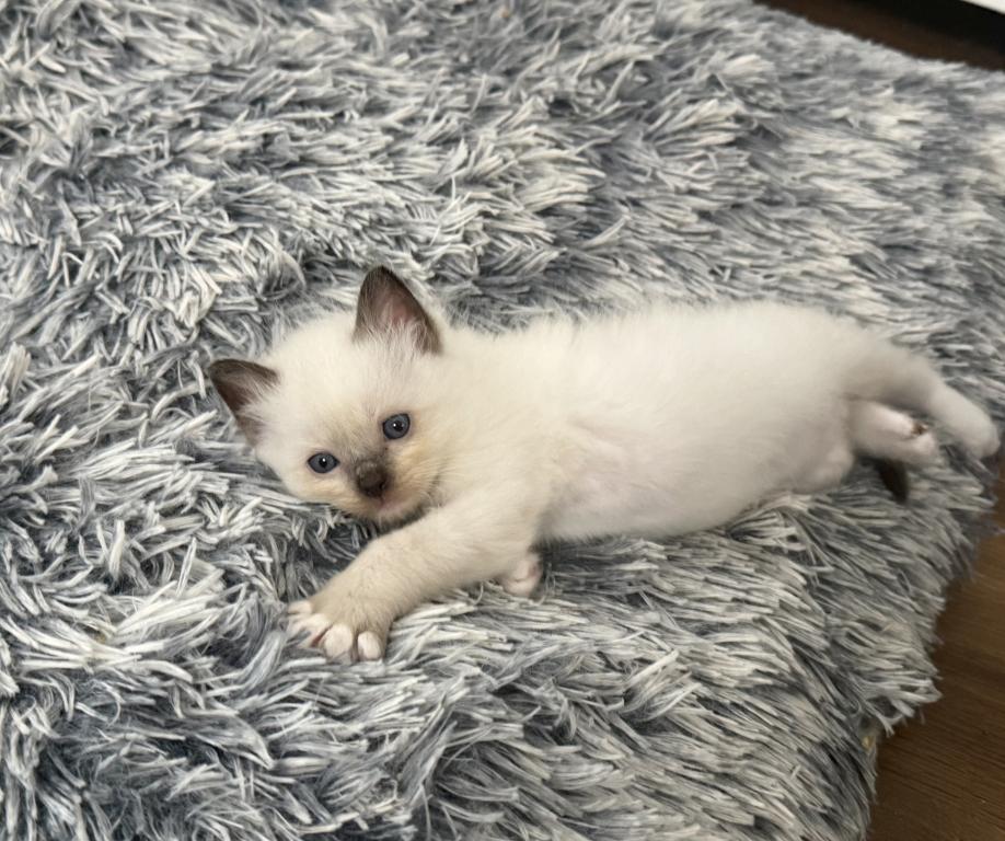 May 24th Ragdoll Male Pointed Socked And Mitted photo 2