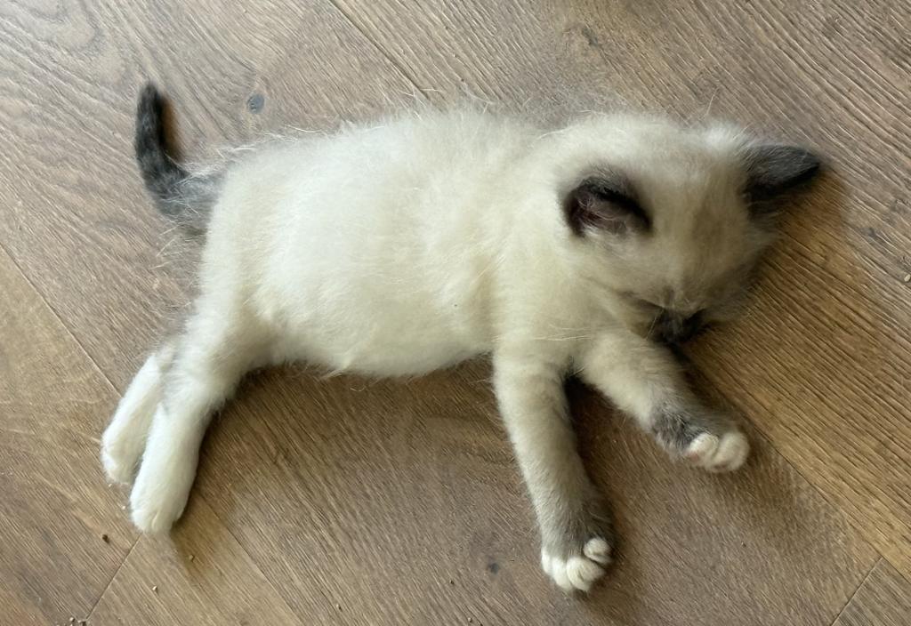 May 24th Ragdoll Male Pointed Socked And Mitted photo 4