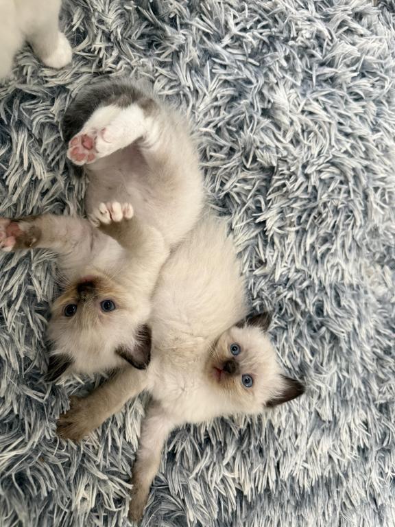 May 24th Ragdoll Male Pointed Socked And Mitted photo 3