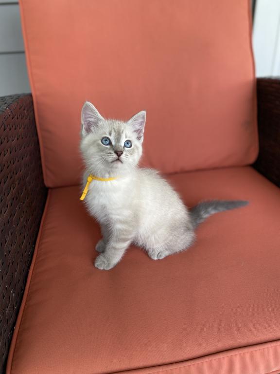 Lotus ADOPTED