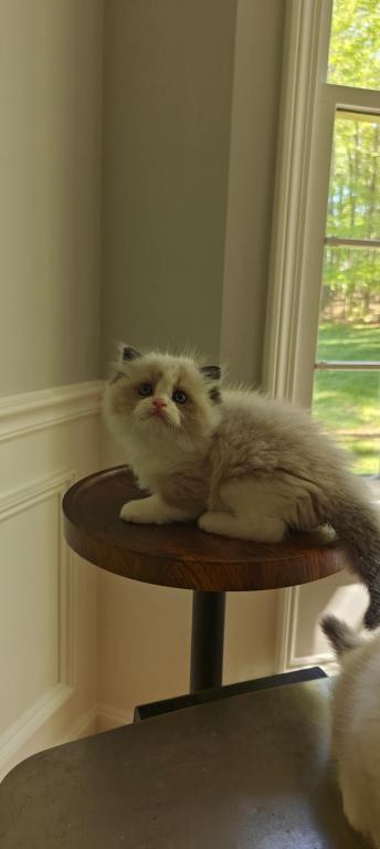 Ragdoll Bicolor Male1 photo 5
