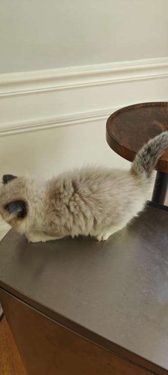 Ragdoll Bicolor Male1 photo 2