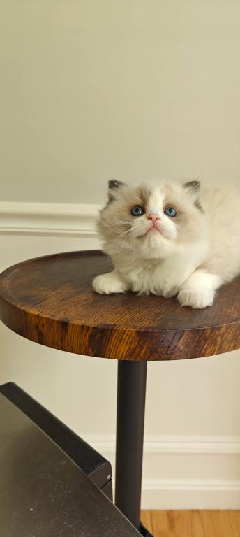 Ragdoll Bicolor Male1 photo 4